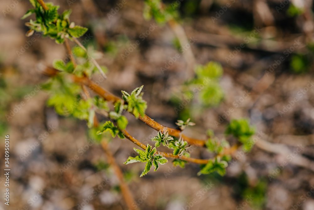 young leaves of raspberry bushes on the stems close-up with a blurred background and shallow depth of field young leaves of raspberry bushes on the stems close-up with a blurred background and shallow depth of field