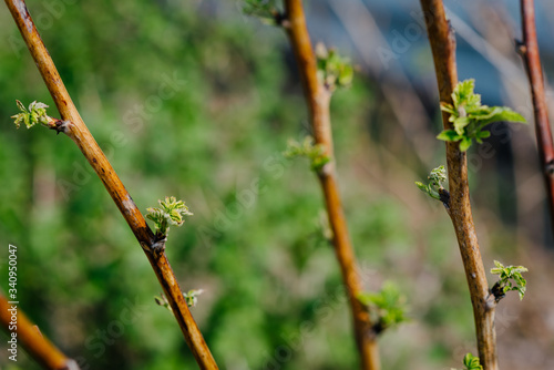 young leaves of raspberry bushes on the stems close-up with a blurred background and shallow depth of field © Ilya.K