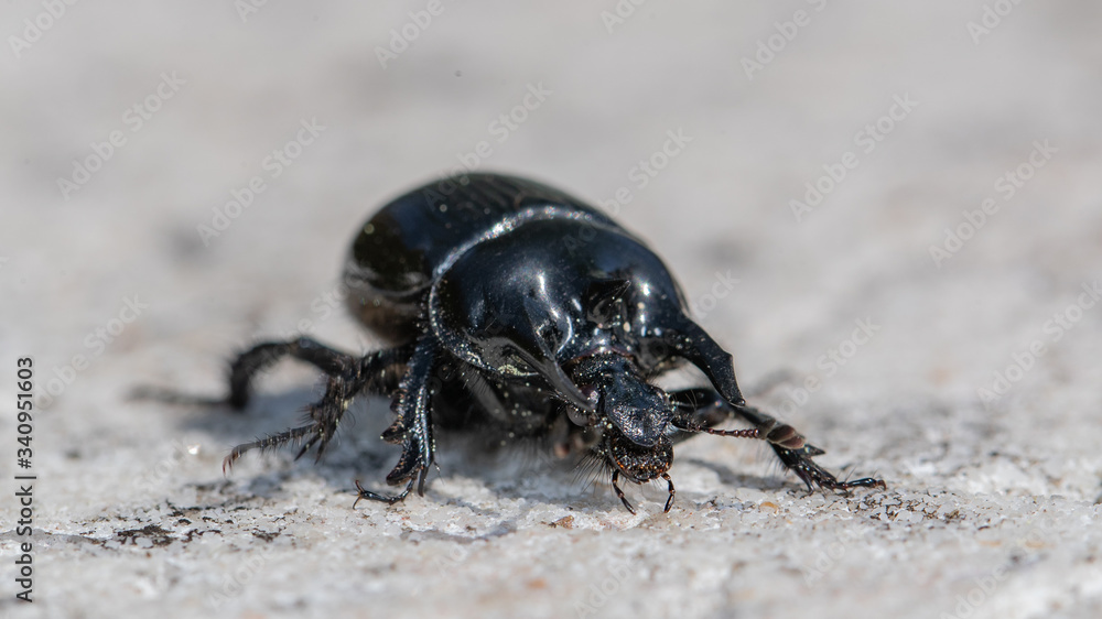Scarabée Minotaure (Typhaeus typhoeus) Scarabée Minotaure (Typhaeus typhoeus)