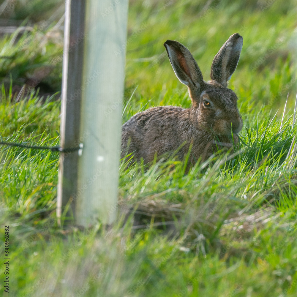 Fototapeta premium Brown hare (Lepus europeaus) in an English field on a sunny spring evening