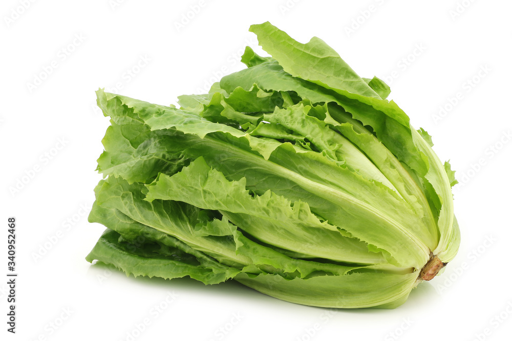 fresh endive on a white background fresh endive on a white background