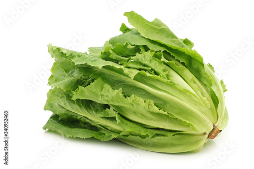 fresh endive on a white background