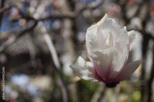 rozwijający się kwiat magnolii