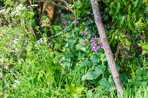 A patch of spring wildflower at the base of a hedge with cow parsley Anthriscus sylvestris, and annual honesty Lunaria annua  visible