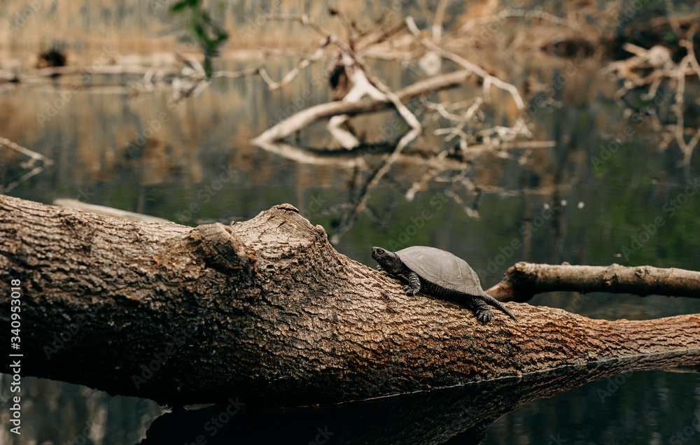 Obraz premium turtle