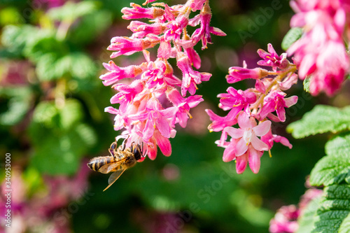 A close up of a ribes sanguineum flower with a honey bee apis mellifera feeding and collecting nectar and pollen