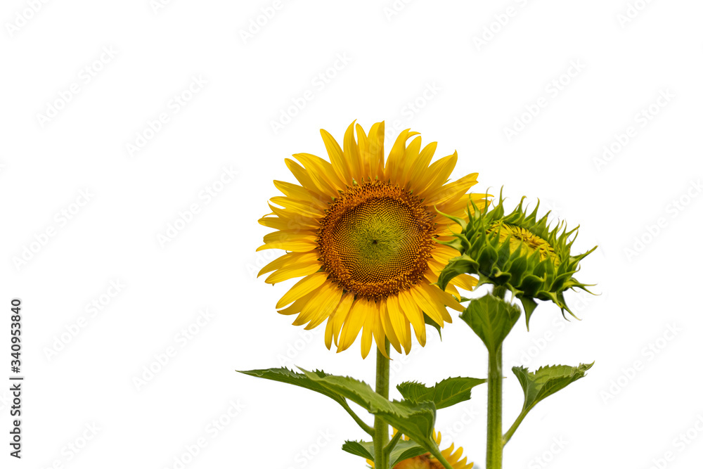 Fototapeta premium A beautiful sunflowers