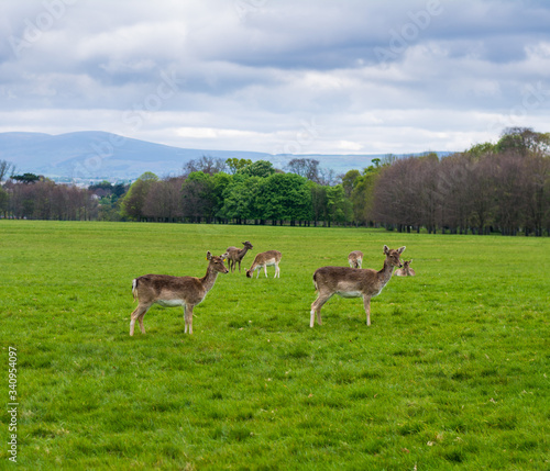 Fototapeta Naklejka Na Ścianę i Meble -  deers in the meadow