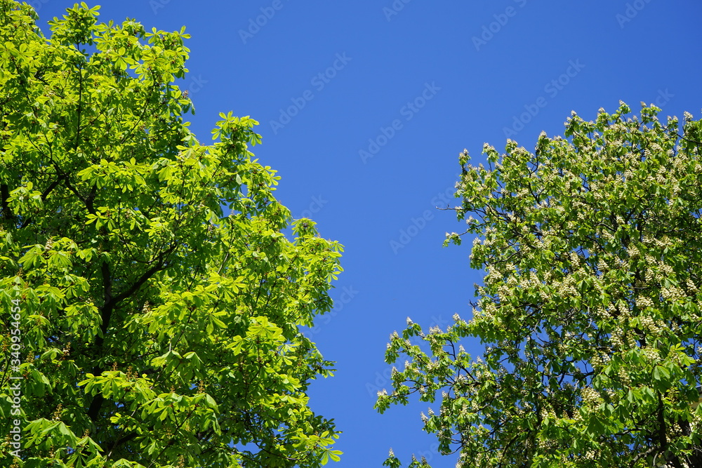 Blühende Kastanien, blauer Himmel, Sonnenschein, freie Fläche Blühende Kastanien, blauer Himmel, Sonnenschein, freie Fläche