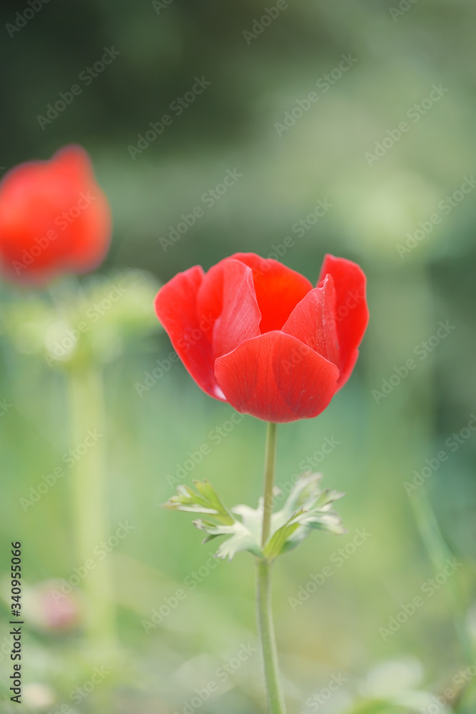 Obraz premium Red anemone flower close-up in the garden. The first spring flowers.