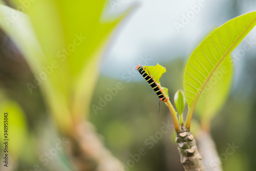 Black tropical caterpillar on a branch
