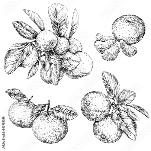 Mandarin orange (Citrus) branch with leaves. Hand drawn botanical set with fruits, branches and leaves. vector illustration.