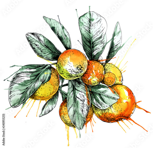 Mandarin orange (Citrus) branch with leaves. Hand drawn easy editable watercolor vector illustration