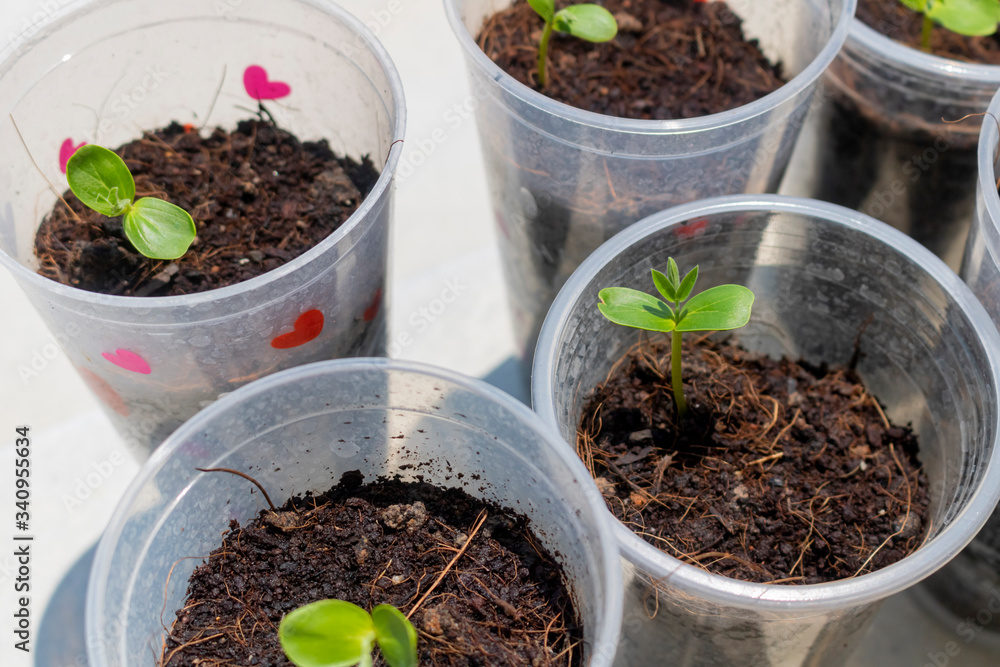 Dicotyledon seedlings Dicotyledon seedlings