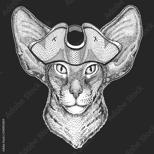 Oriental shorthair cat head. Pirate cocked hat. Portrait of animal.