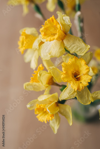 Yellow narcissus. Closeup view