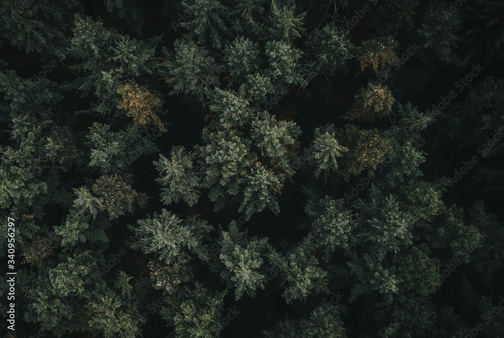 Forest drone view