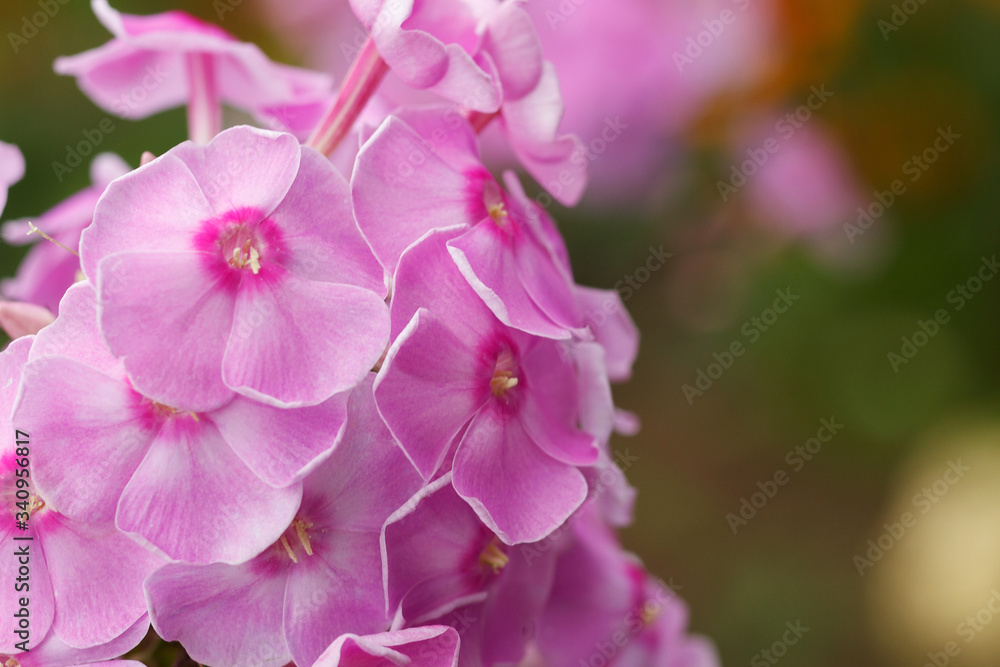 Pink phlox flowers close-up. Phlox blooms in the summer garden. Macro shot of pink flowers. Pink phlox flowers close-up. Phlox blooms in the summer garden. Macro shot of pink flowers.