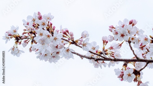 桜と空の風景素材03