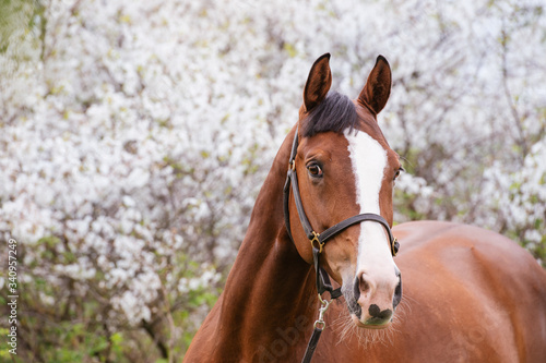 portrait of bay  sportive  horse posing near  blossom tree. spring © anakondasp