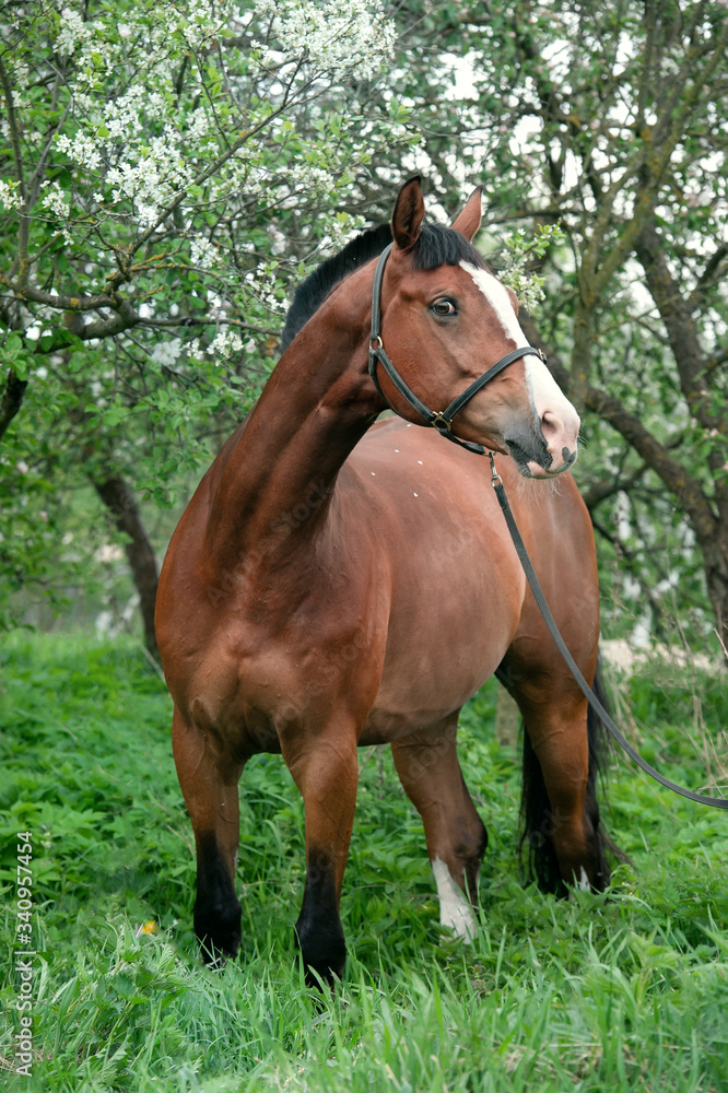 portrait of bay sportive horse posing near blossom tree. spring portrait of bay sportive horse posing near blossom tree. spring