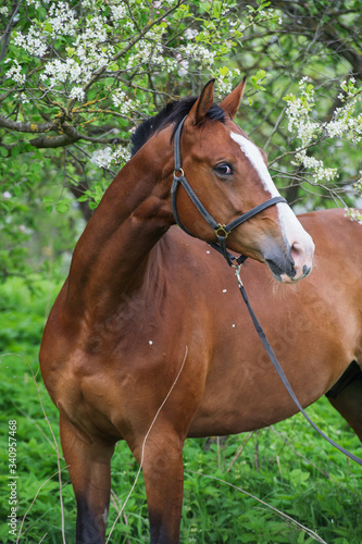 portrait of bay  sportive  horse posing near  blossom tree. spring © anakondasp