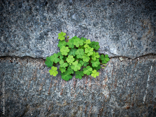 Wallpaper Mural green clovers on the stone Torontodigital.ca