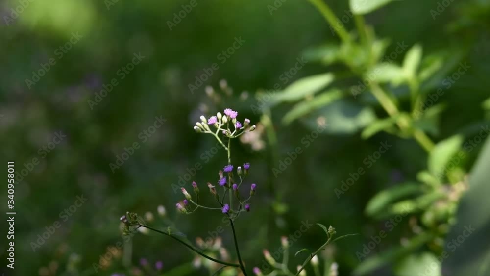 purple and white flowers with green bokeh backgraound purple and white flowers with green bokeh backgraound