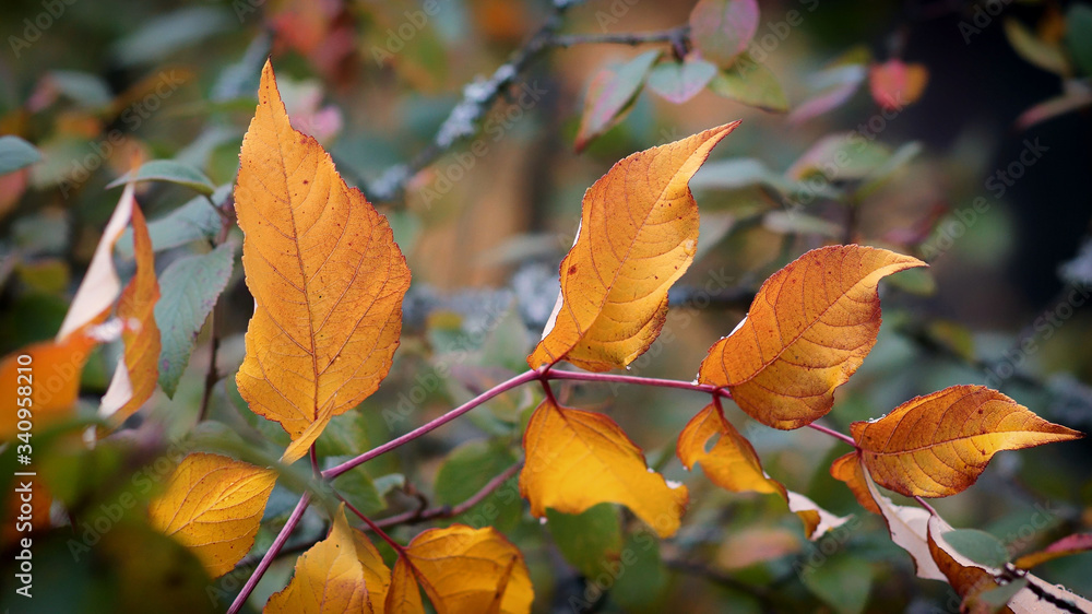 Obraz premium Autumn golden leaves