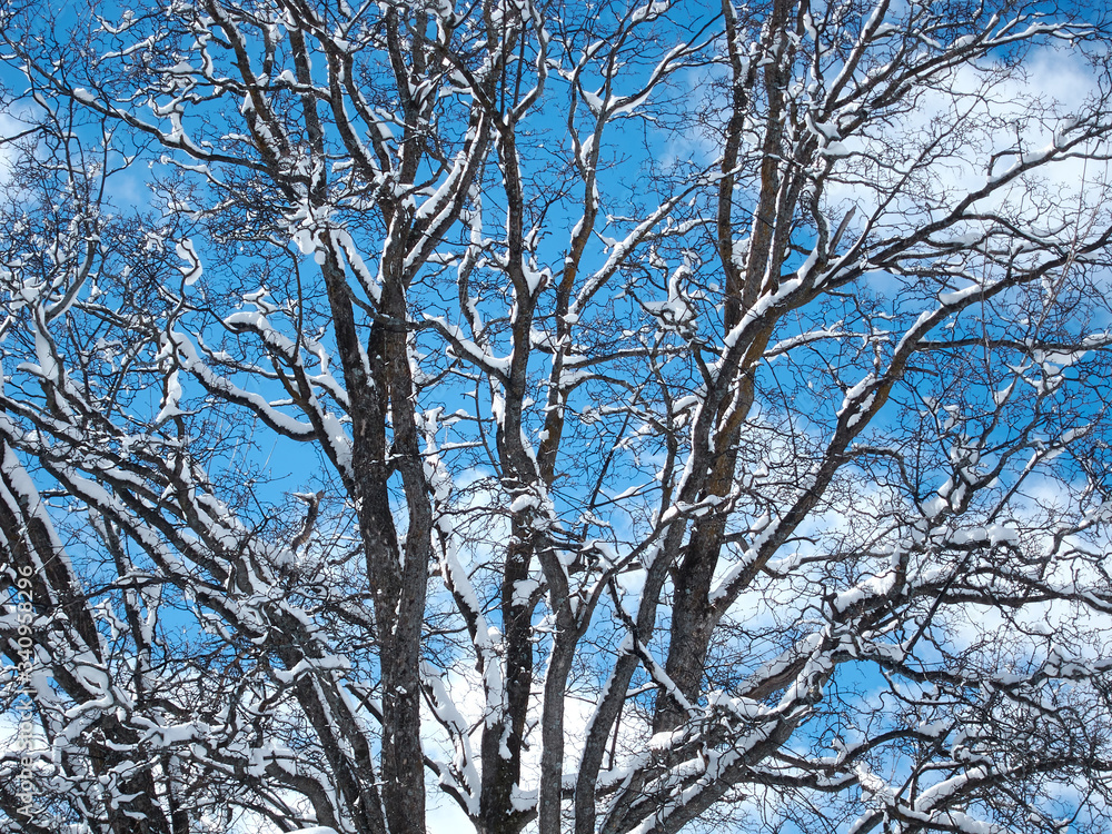 snowy tree branches on blue sky snowy tree branches on blue sky