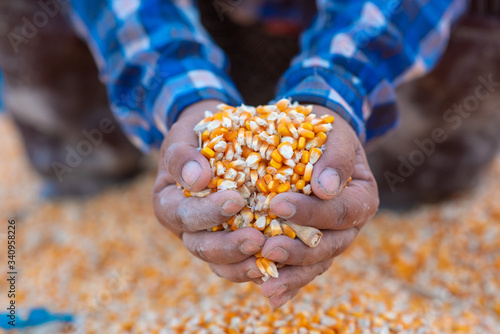Farmers' hands are collecting corn seeds.