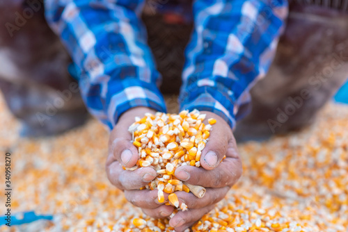 Farmers' hands are collecting corn seeds.