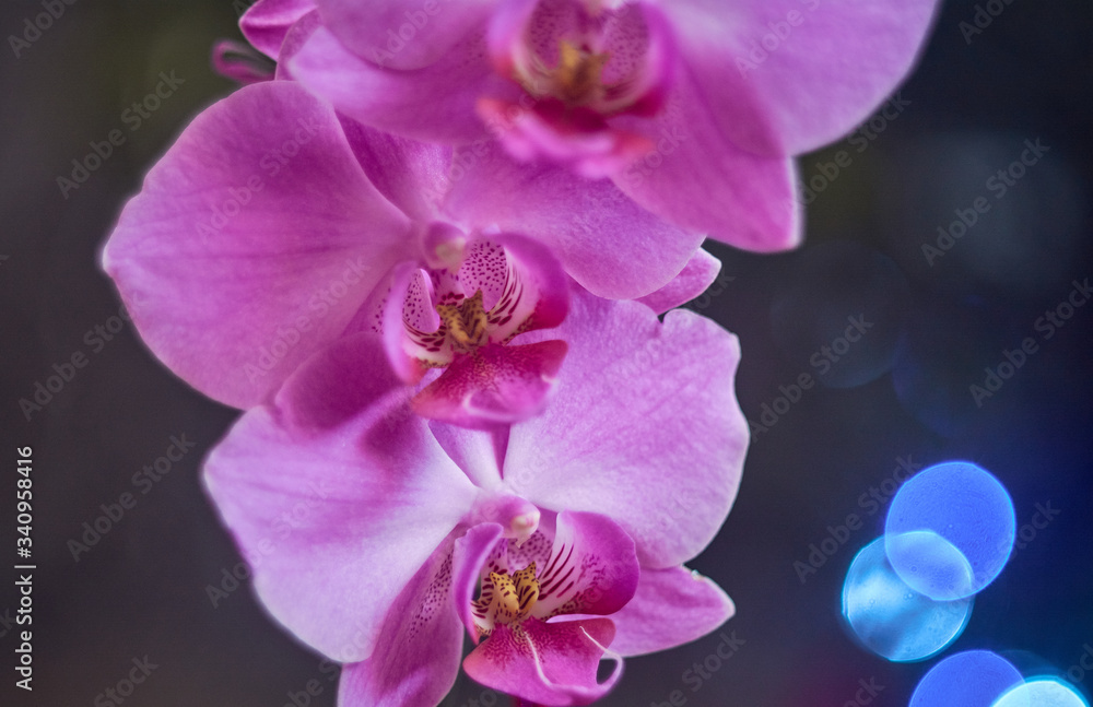 Branch of pink phalaenopsis or Moth orchid from family Orchidaceae and blue lights on background. Branch of pink phalaenopsis or Moth orchid from family Orchidaceae and blue lights on background.