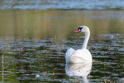 White swan in the water of pond