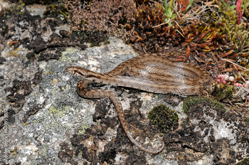 Southern smooth snake (Coronella girondica) from Portugal - Girondische Schlingnatter aus Portugal photo