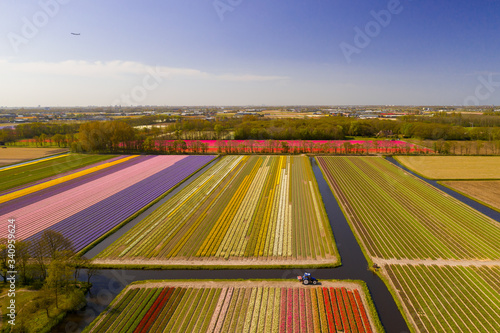 Tulipfields in full blossom from above in Holland