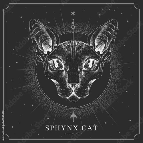 Modern magic witchcraft card with  sphynx cat. Realistic hand drawing sphynx cat head