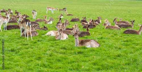 Fototapeta Naklejka Na Ścianę i Meble -  deers in the grass