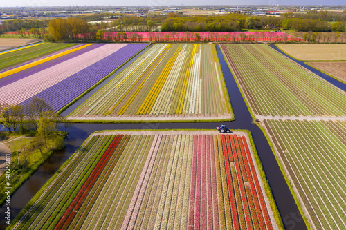 Tulipfields in full blossom from above in Holland with a single tractor