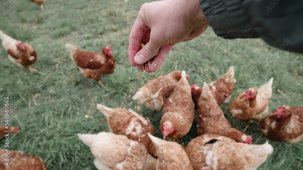 Dropping seeds to feed chickens in slow motion 4K Dropping seeds to feed chickens in slow motion 4K