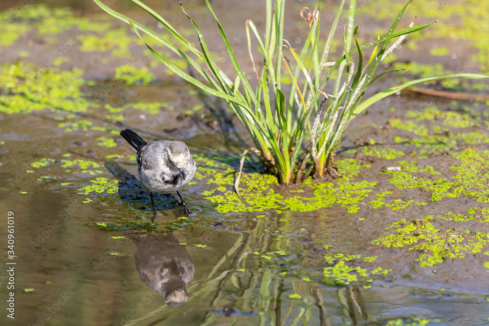 White Wagtail or Motacilla alba. Wagtails is a genus of songbirds. Wagtail is one of the most useful birds. It kills mosquitoes and flies, which deftly chases in the air White Wagtail or Motacilla alba. Wagtails is a genus of songbirds. Wagtail is one of the most useful birds. It kills mosquitoes and flies, which deftly chases in the air
