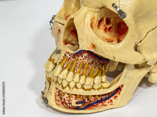 Anatomy medical skull model