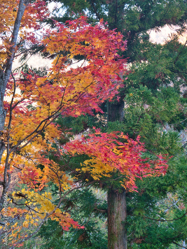 Colourful tree foliage in Japan as leaves change through the autumn season.
