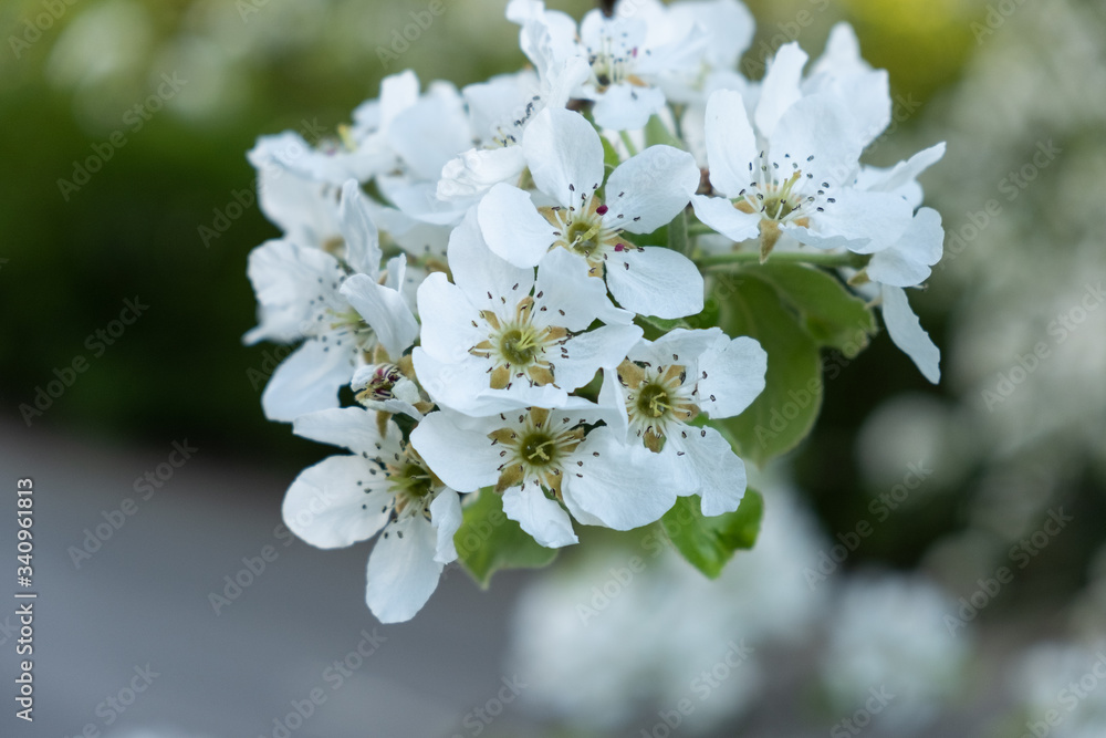 Cherry and Apple blossom Cherry and Apple blossom