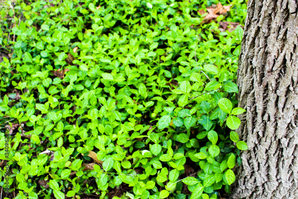 Close up leaves Close up leaves