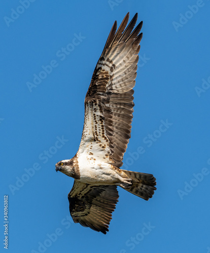 river hawk or western osprey (Pandion haliaetus) in flight