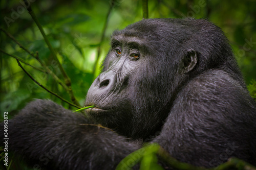 Black gorilla among the nature photo