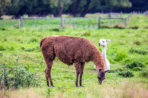 A pair of adorable llums