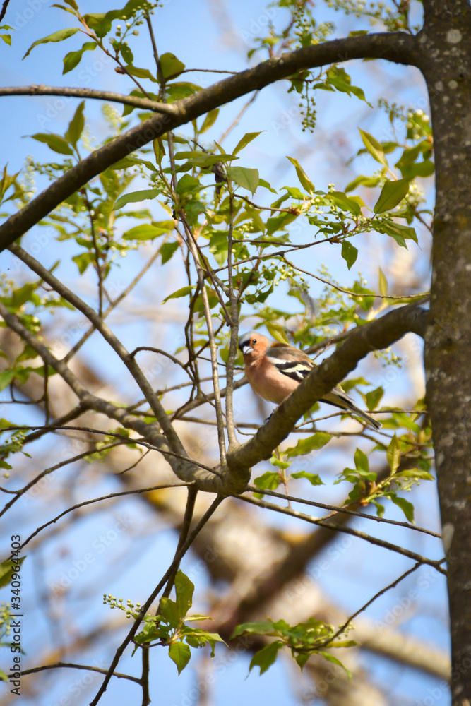 bird,baum, frühling, natur, ast, himmel, green, blatt, blatt, blume, blau, bird, bird,baum, frühling, natur, ast, himmel, green, blatt, blatt, blume, blau, bird,