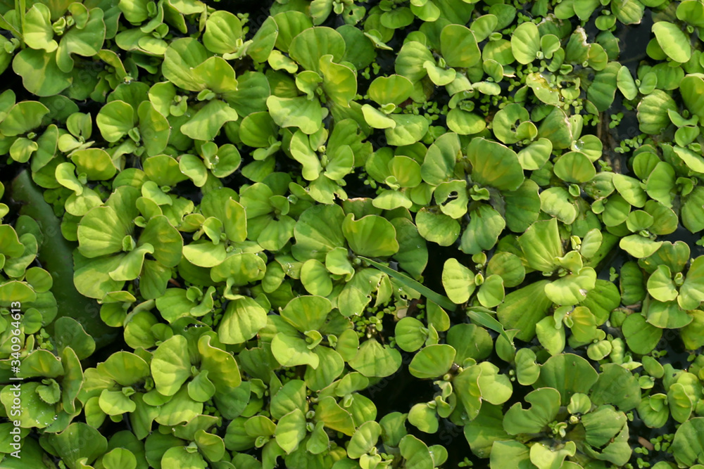 Water hyacinth helps to treat waste water. Water hyacinth helps to treat waste water.